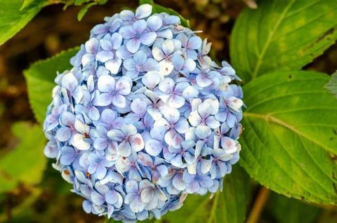 Hydrangea flower head close-up in garden with green leaves, vibrant nature Stock Photos
