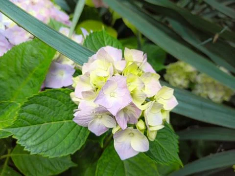 Hydrangea flower, Hydrangea macrophylla, blooming in spring and summer in a Stock Photos