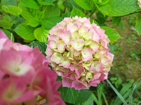 Hydrangea flower, Hydrangea macrophylla, blooming in spring and summer in a Foto stock