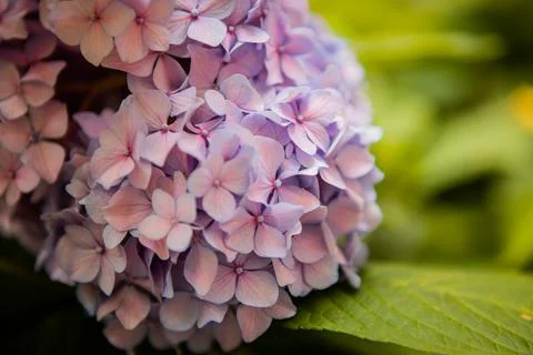 Hydrangea flower. Hydrangea macrophylla blooming in spring and summer in a Stock Photos