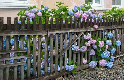 Hydrangea flower (Hydrangea macrophylla) colorful hydrangea, through a fence  Stock Photos