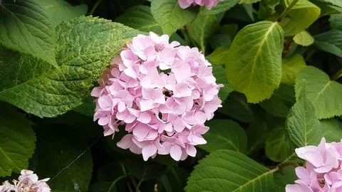 Hydrangea flower (Hydrangea macrophylla) in a garden Stock Footage 111512417