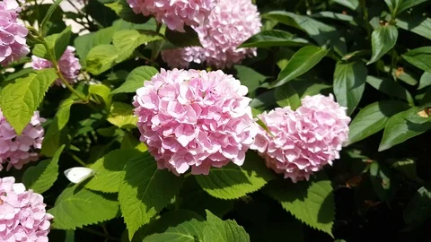 Hydrangea flower (Hydrangea macrophylla) in a garden Stock Footage 111512429