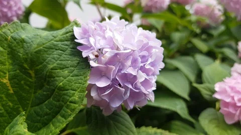 Hydrangea flower (Hydrangea macrophylla) in a garden Stock Footage 111512496
