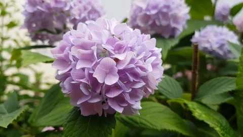 Hydrangea flower (Hydrangea macrophylla) in a garden Stock Footage 111512546