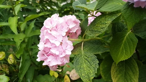 Hydrangea flower (Hydrangea macrophylla) in a garden Stock Footage 111512639