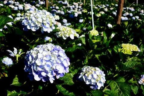 Hydrangea flower (Hydrangea macrophylla) in a garden.. Stock Photos