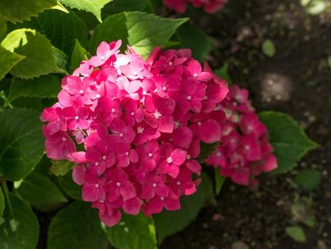 Hydrangea flower (Hydrangea macrophylla) in a garden Foto stock