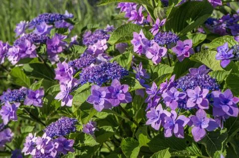 Hydrangea flower (Hydrangea macrophylla) in a garden Stock Photos