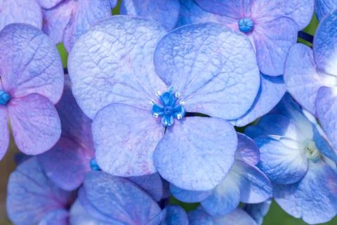 Hydrangea flower macro close up. Purple blue flower.  Stock Photos