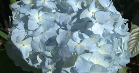 Hydrangea flower moving by the wind Video stock 252518118