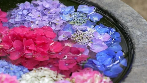 Hydrangea flower petals floating in the water, close up. Japanese style flower a Stock Footage 76946253
