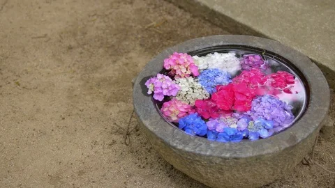 Hydrangea flower petals floating in the water. Japanese style flower arrangement Stock Footage 76946373