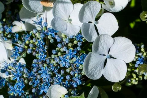 Hydrangea flower Stock Photos
