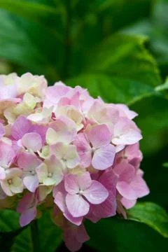 Hydrangea flower Stock Photos