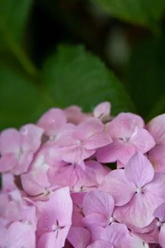 Hydrangea flower Stock Photos