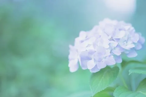 Hydrangea flower Stock Photos