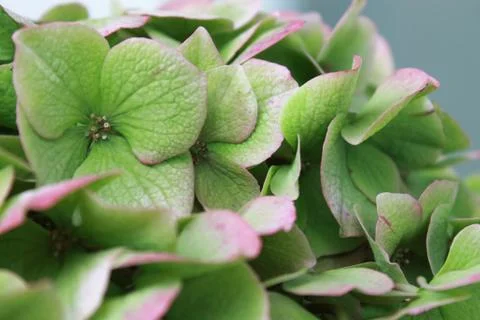 Hydrangea flower. Stock Photos