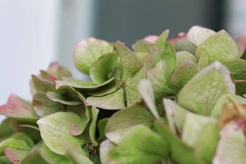 Hydrangea flower. Stock Photos