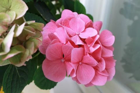 Hydrangea flower. Stock Photos