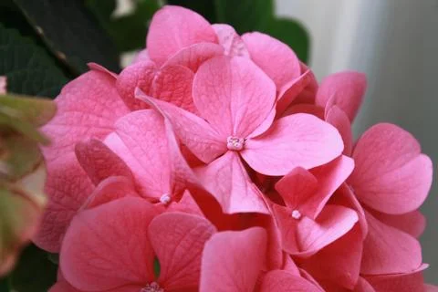Hydrangea flower. Stock Photos