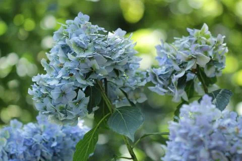 Hydrangea flower Stock Photos