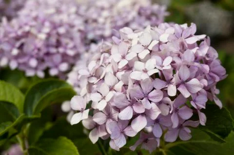 Hydrangea flower Stock Photos