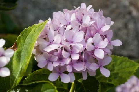 Hydrangea flower Stock Photos