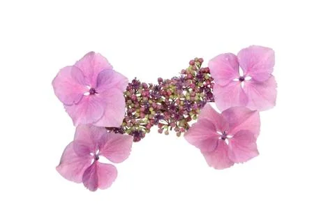 Hydrangea flower Stock Photos