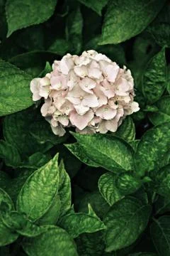 Hydrangea flower Stock Photos