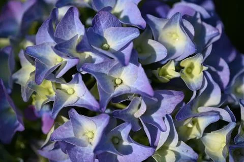 Hydrangea flower Foto stock