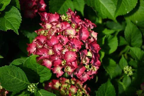 Hydrangea flower Stock Photos