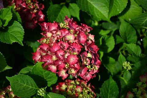 Hydrangea flower Foto stock