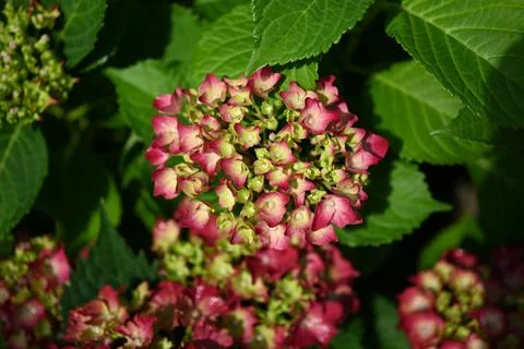 Hydrangea flower Stock Photos