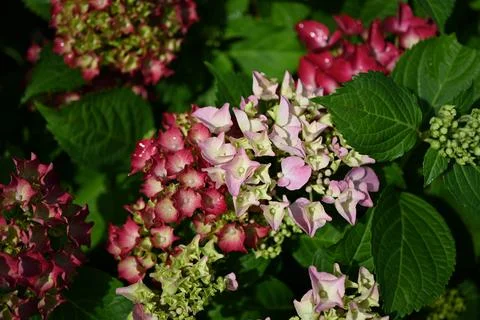 Hydrangea flower 스톡 사진