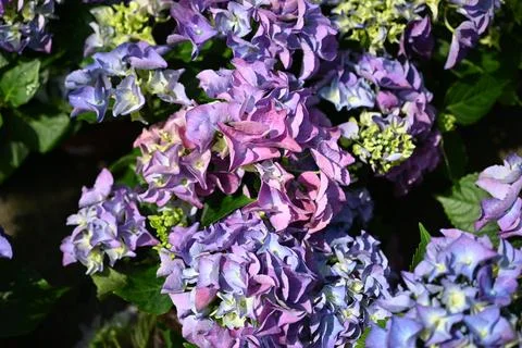 Hydrangea flower 스톡 사진