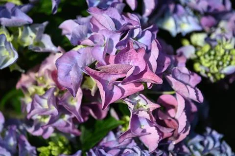 Hydrangea flower 스톡 사진