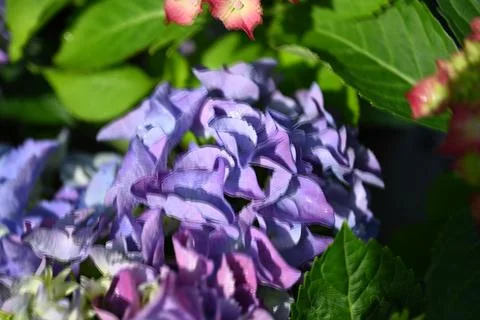 Hydrangea flower 스톡 사진