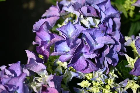 Hydrangea flower Foto stock