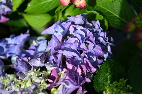 Hydrangea flower Stock Photos