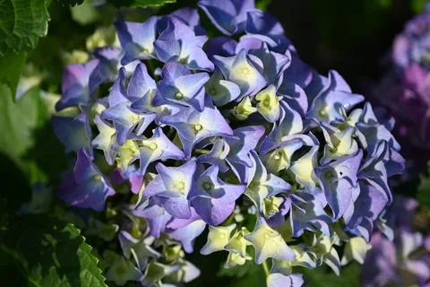 Hydrangea flower Stock Photos