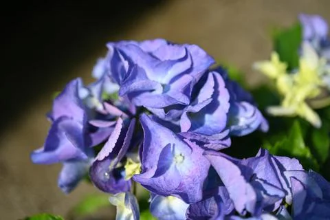 Hydrangea flower 写真素材