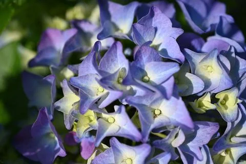Hydrangea flower Foto stock