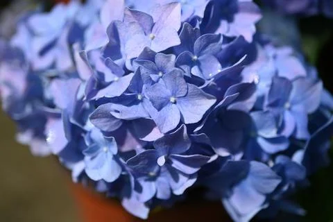 Hydrangea flower Foto stock