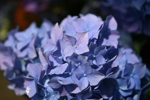 Hydrangea flower Foto stock