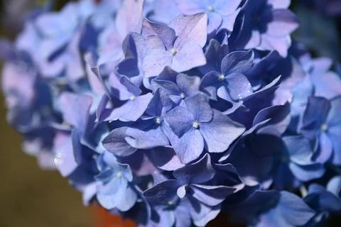 Hydrangea flower Foto stock