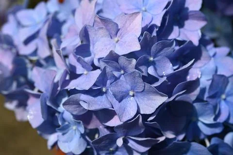 Hydrangea flower Foto stock