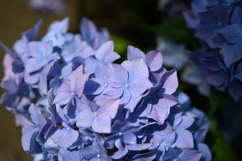 Hydrangea flower Foto stock