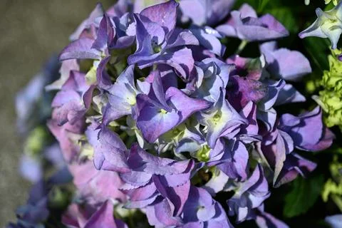 Hydrangea flower Stock Photos