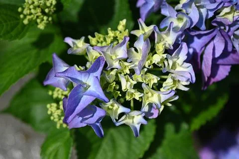 Hydrangea flower 스톡 사진
